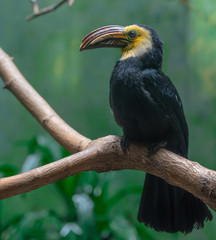 Yellow, White, and Black Plumage on a Sulawesi Horn Bill on a Branch