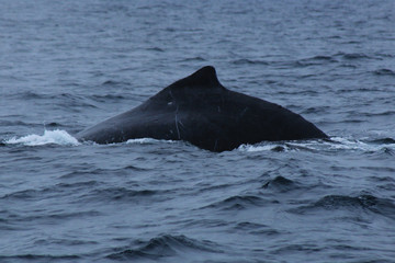 Fototapeta premium The black back and dorsal fin of humpback whale, megaptera novaeangliae, probably a male because of the scars