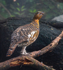 Orange, White, and Brown Plumage on a Western Capercaillie on a Branch