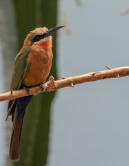 Orange, Green, and White Plumage on a White Throated Bee Eater on a Branch
