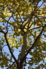 yellow autumn leaves