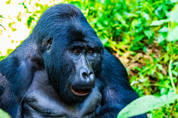 Surprised Silverback Gorilla