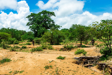 Hunting in the African Bush
