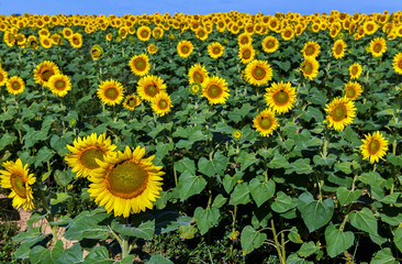 Sunflowers blooming on farm, a common scene in late Summer and early Autumn