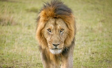 An adult male lion looks fierce and dangerous as he walks directly toward the camera, in the Masai Mara, Kenya.