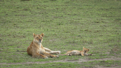 A lioness and her cub lying in the savanna grasslands of Africa with copy space .
