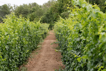 Fototapeta na wymiar Vineyards with grapevine and winery along wine road. Agriculture concept