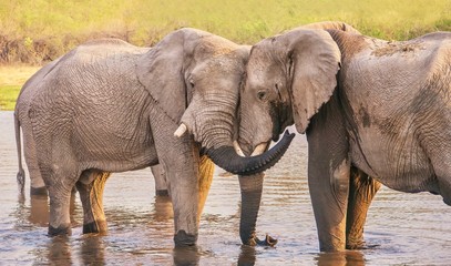 Two male elephants appear to know each other, displaying friendly, affectionate behavior while bathing in a river in Botswana.