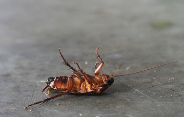 Dead cockroach tip over on floor.