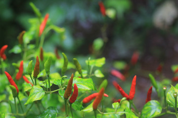 Red and green color of Chilli in tree.