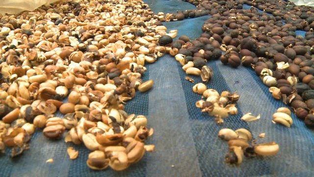 A hand held, extreme close up shot of dried up coffee beans ready to be roasted.