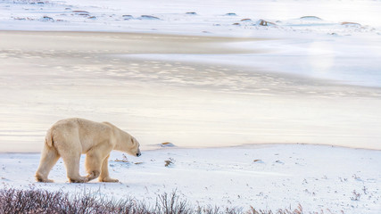 A solitary polar bear walks in the snow toward a patch of newly frozen ice in early morning light. Churchill, Canada.