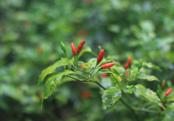 Guinea pepper, thai pepper in tree.