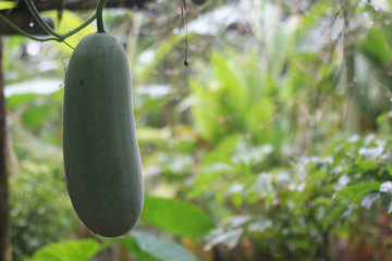 Winter melon hanging on a branch.