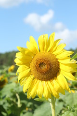Fototapeta premium Sunflower field in Nayoro, Hokkaido, Japan