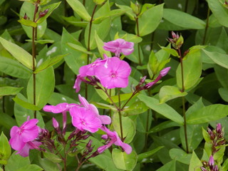 fuchsia flowers 