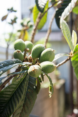 ビワ（鉢植え）の害虫・病気