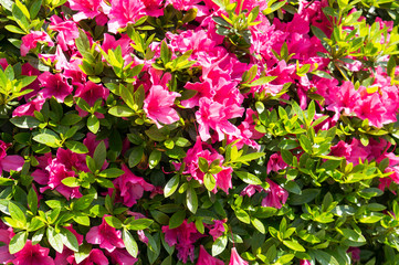 Rhododendron pulchrum Sweet, beautiful Rhododendron flowers.