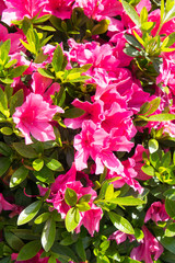Rhododendron pulchrum Sweet, beautiful Rhododendron flowers.