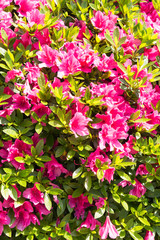 Rhododendron pulchrum Sweet, beautiful Rhododendron flowers.