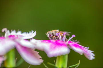 Honey bees on the flowers