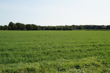 green field and blue sky