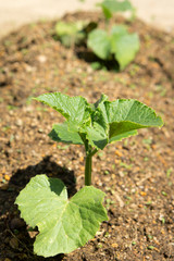 Cucumber seedlings with insects 