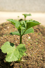 Cucumber seedlings