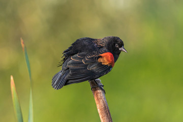 Red-winged Blackbird