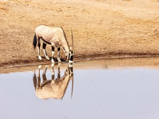 A solitary adult male oryx (oryx gazella) standing at the edge of a waterhole drinking water, with a beautiful reflection in the water. Etosha National Park, Namibia