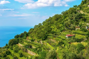 Terraced vineyards overlooking the Mediterranean Sea on the Amalfi Coast, Italy.