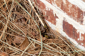 Yellowjackets near the hole in ground to their nest