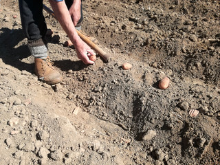 Detail of the manual sowing process for own consumption. Subsistence farming. Farmer planting potatoes in the orchard. A man working in the field in a traditional way with the hoe.