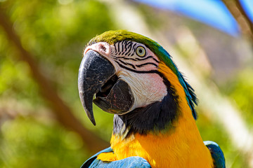 Macaw perched on a branch with vegetation of the Brazilian rainforest behind