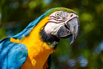 Macaw perched on a branch with vegetation of the Brazilian rainforest behind
