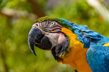 Macaw perched on a branch with vegetation of the Brazilian rainforest behind
