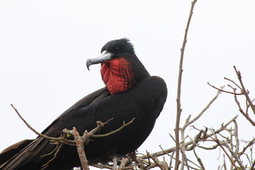 A magnificent frigate bird,Fregata magnificens, with a red keelsack sitting in a dead tree