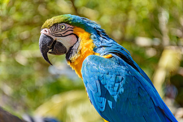 Macaw perched on a branch with vegetation of the Brazilian rainforest behind