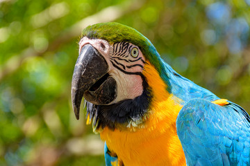 Macaw perched on a branch with vegetation of the Brazilian rainforest behind