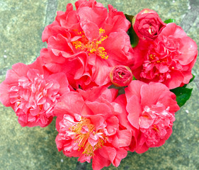 Blooming Camellia