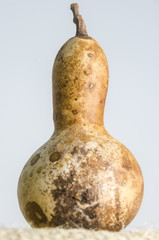 Traditional mexican gourd or Bule ornament