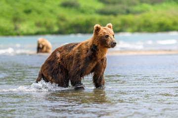 Obraz premium Ruling the landscape, brown bears of Kamchatka (Ursus arctos beringianus)