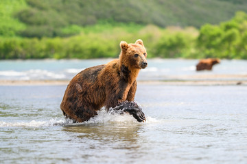 Ruling the landscape, brown bears of Kamchatka (Ursus arctos beringianus)