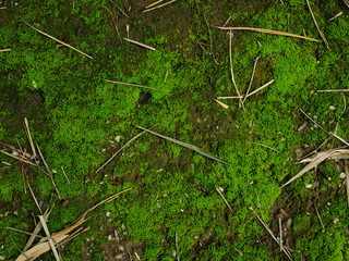 green moss on the ground