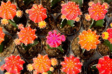 beautiful cactus in flower shop