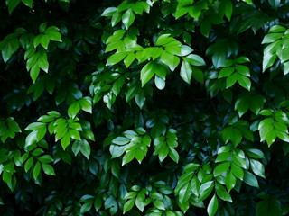Fototapeta na wymiar green leaf background, closeup leaves texture outdoor nature