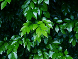 green leaf background, closeup leaves texture outdoor nature