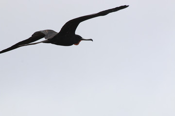 A magnificent frigate bird,Fregata magnificens, soaring though the sky