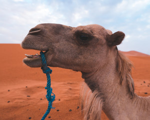 camel in the desert