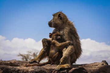 Olive baboon mother and child